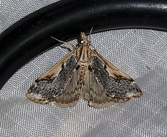 Loxostege albiceralis