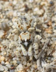 Habronattus amicus