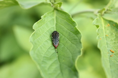 Acmaeodera haemorrhoa