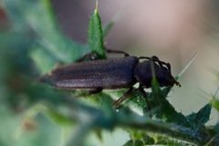 Arhopalus rusticus