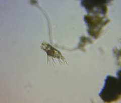 Macrochaetus
