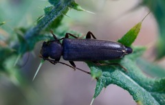 Arhopalus rusticus