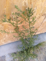 Erigeron bonariensis