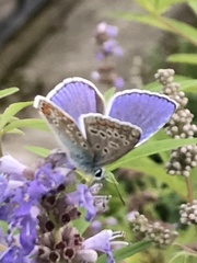 Polyommatus icarus