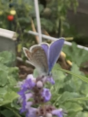 Polyommatus icarus