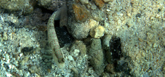 Cryptocentrus leptocephalus