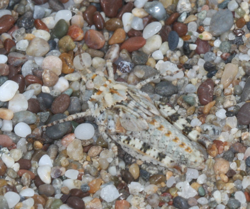 Little Buzzer Grasshopper photo 4
