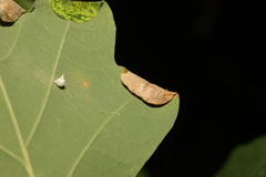 Macrodiplosis pustularis