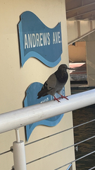 Columba livia domestica