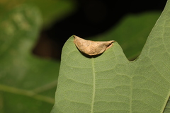 Macrodiplosis pustularis