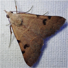 Hemeroplanis historialis