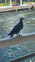 Columba livia domestica