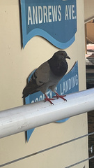 Columba livia domestica