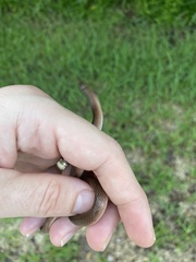 Haldea striatula