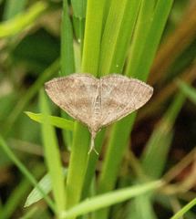 Phalaenostola metonalis