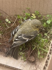 Spinus psaltria