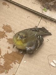 Spinus psaltria