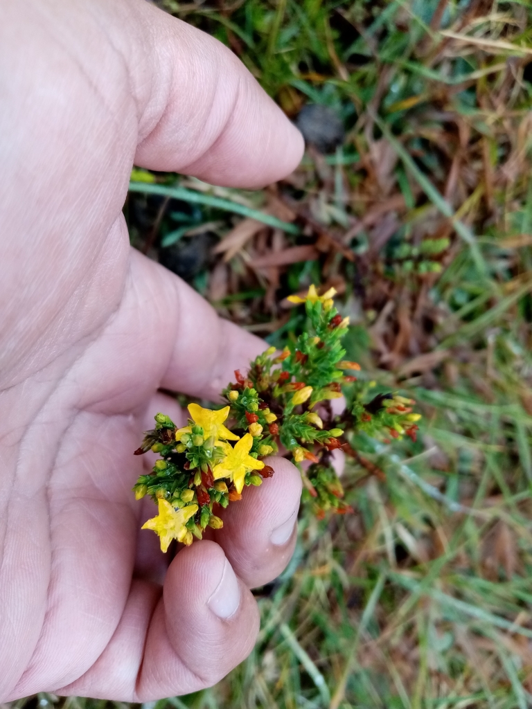 Hypericum quitense (Hypericum quitense)