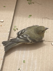 Spinus psaltria