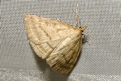 Psammotis pulveralis