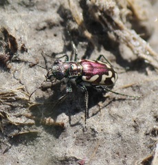 Cicindela fulgida