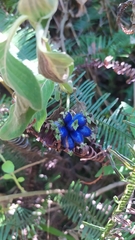 Coccocypselum lanceolatum