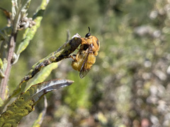 Ocnaea