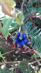 Coccocypselum lanceolatum