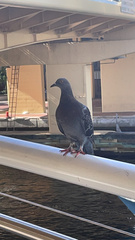 Columba livia domestica