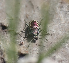 Cicindela fulgida