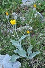 Hieracium tomentosum
