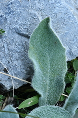 Hieracium tomentosum