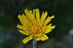 Hieracium tomentosum