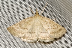 Psammotis pulveralis