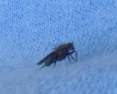 Helcomyzidae