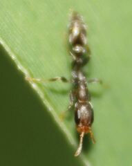 Pseudomyrmex elongatus