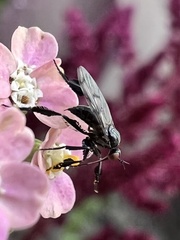 Empis clausa