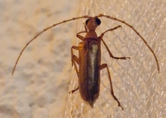 Vesperus conicicollis