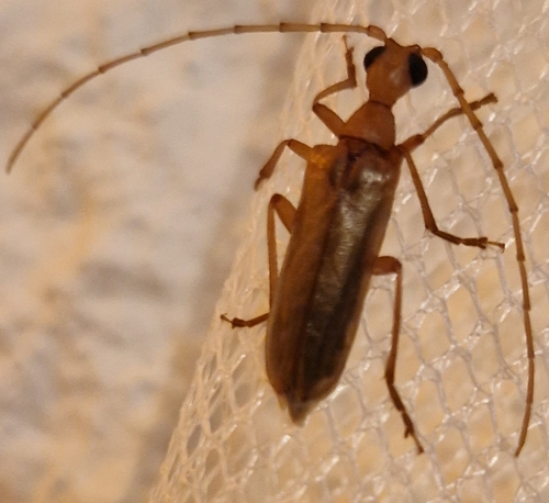 Vesperus conicicollis