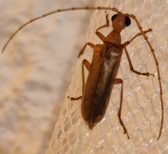 Vesperus conicicollis