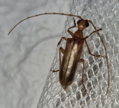 Vesperus conicicollis