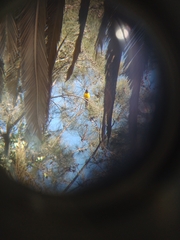 Icterus wagleri