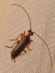 Vesperus conicicollis