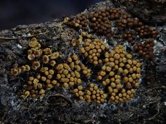 Oligonema persimile