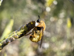 Ocnaea