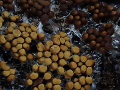 Oligonema persimile