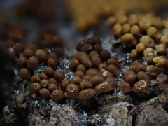 Oligonema persimile