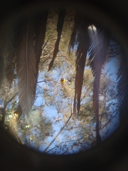 Icterus wagleri