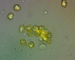 Oligonema persimile