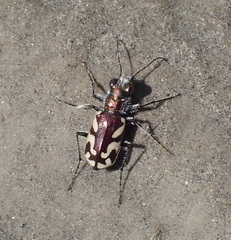 Cicindela fulgida